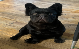 French Bulldog dogs for sale: Leo - Image 2