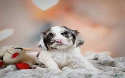 Cocker Spaniel dogs for sale: Daisy - Image 3