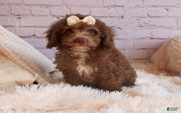 Cockapoo dogs for sale: Bailey - Image 5