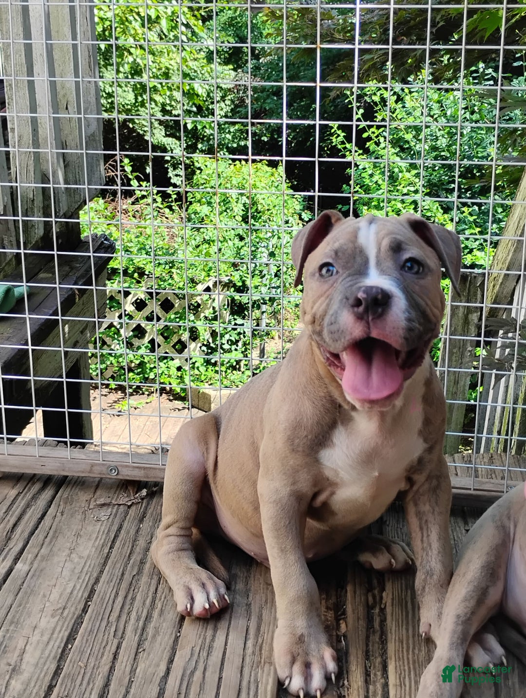 American Bully dogs for sale: Tony - Image 6