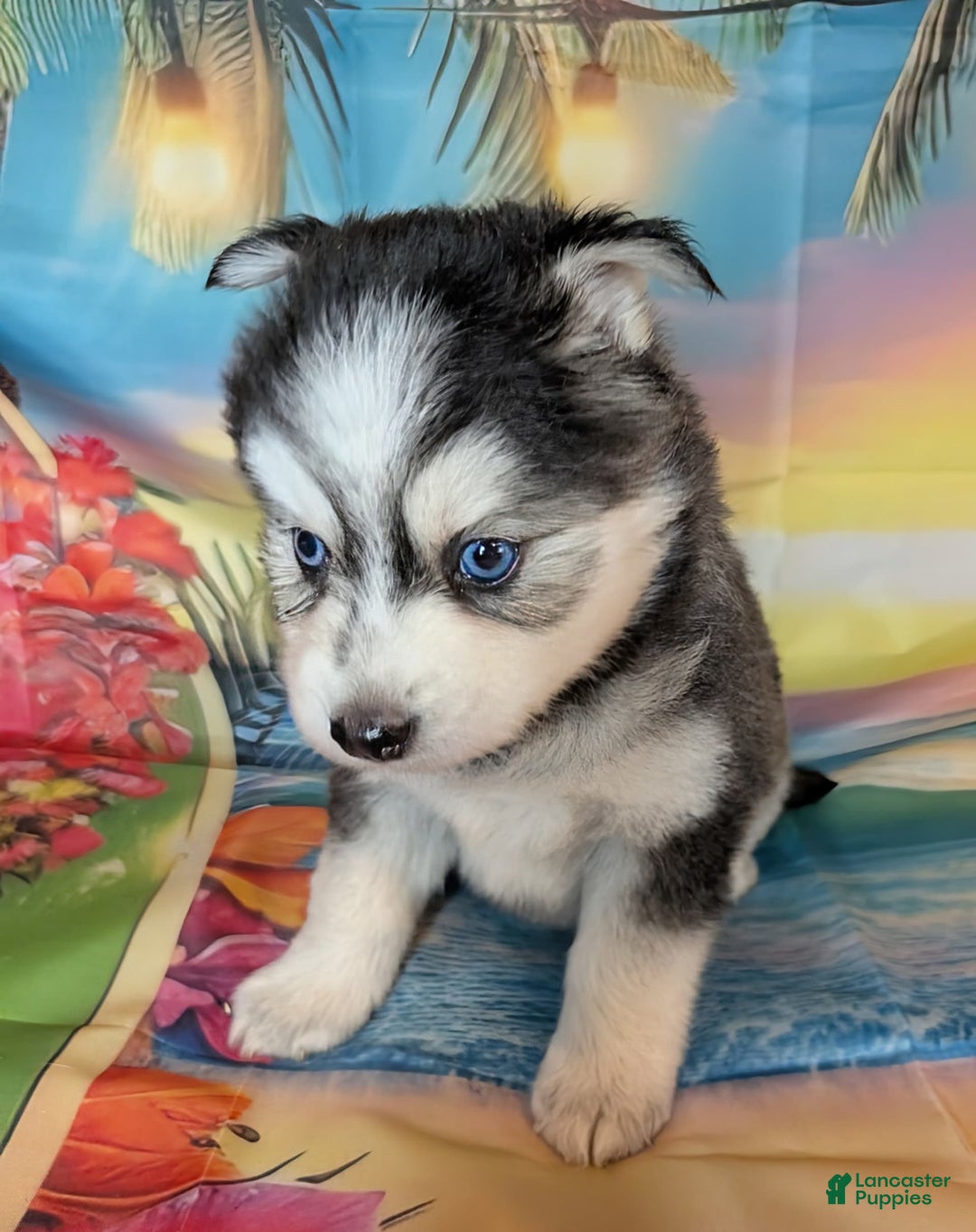 Pomsky dogs for sale: Mystique - Image 3