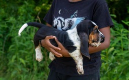 Basset Hound dogs for sale: Jasper - Image 6