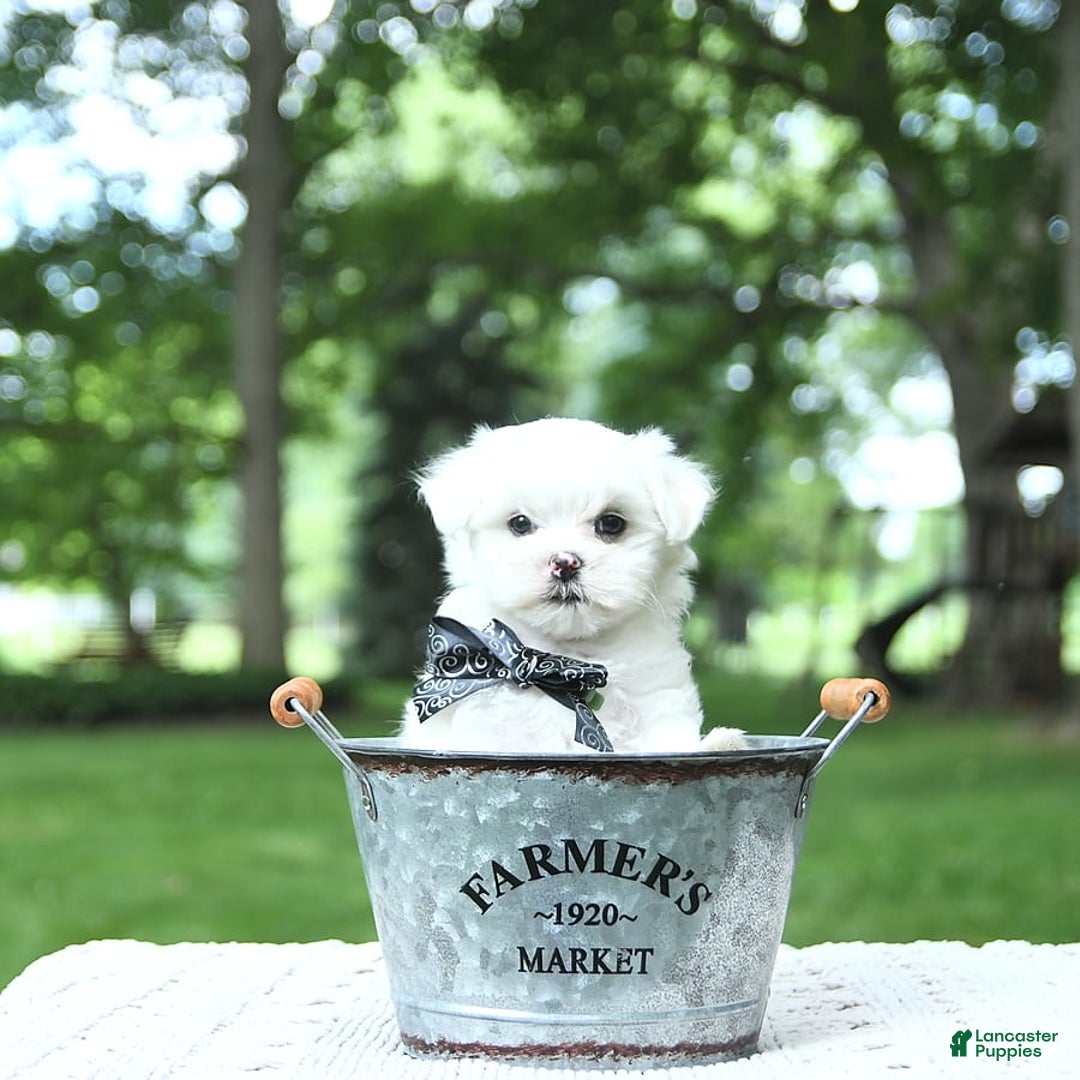 Maltese dogs for sale: Kai - Image 8