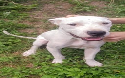 Dogo Argentino dogs for sale: Gold - Image 2