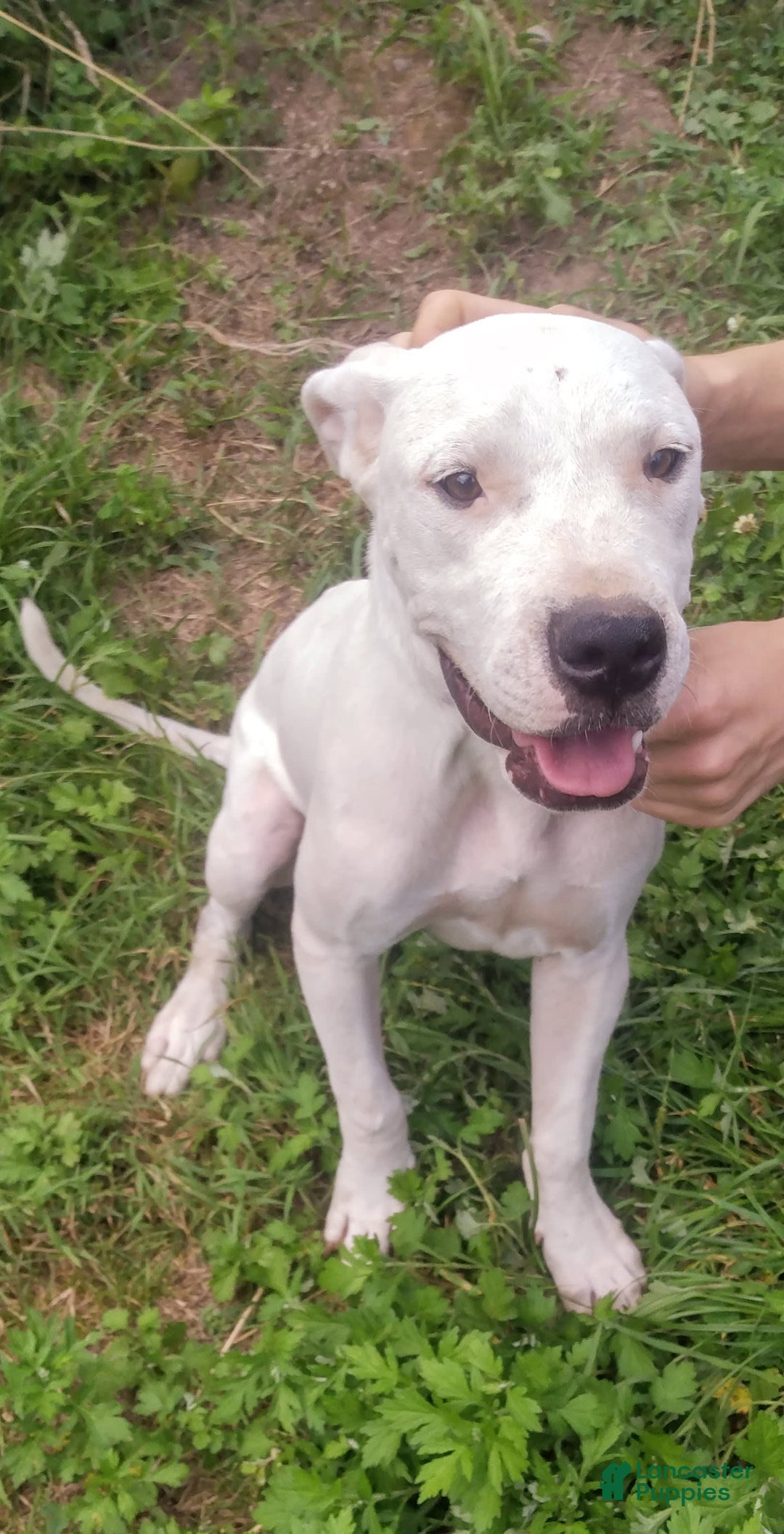 Dogo Argentino dogs for sale: Gold - Image 2