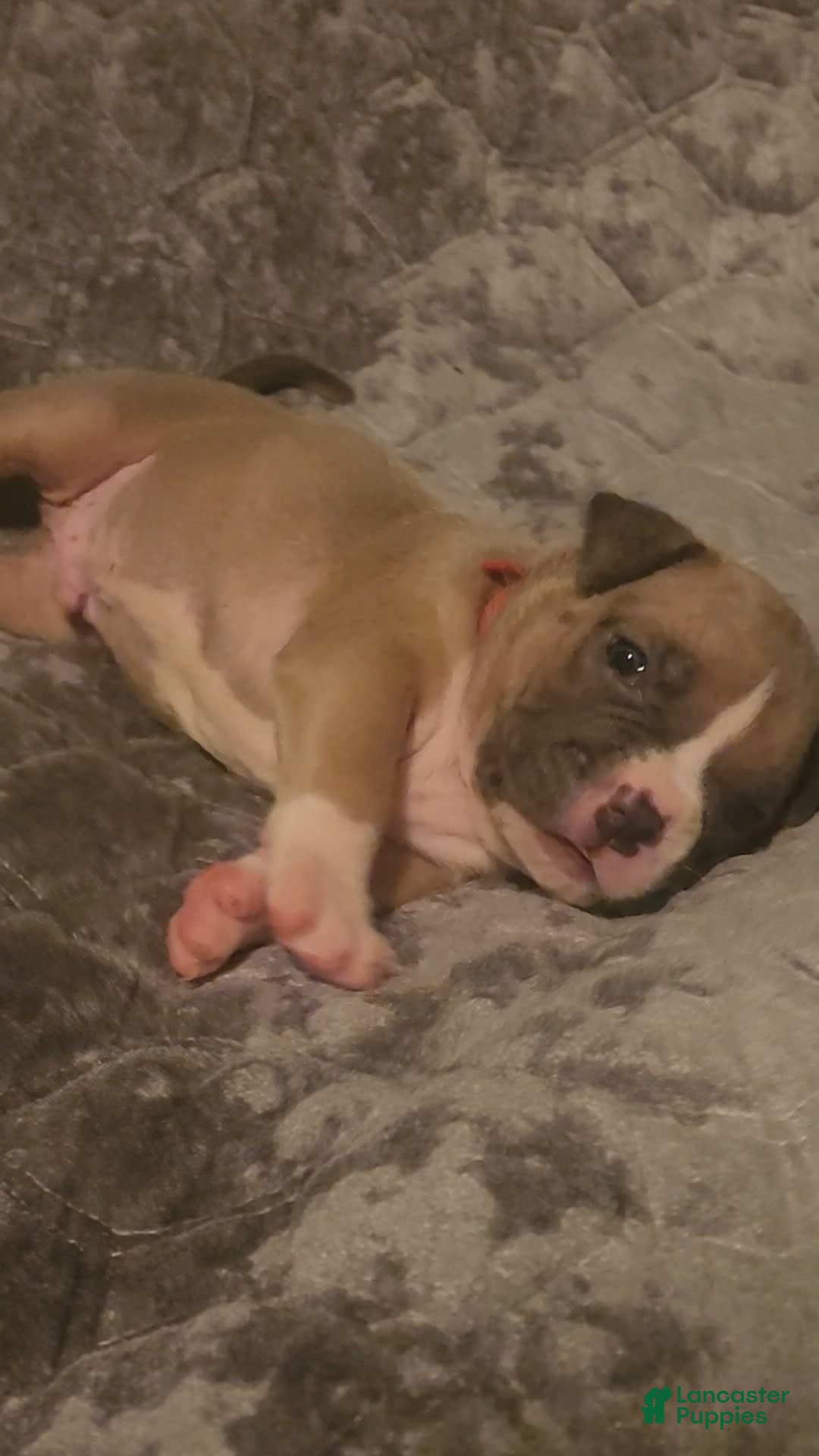 American Bully dogs for sale: National Champion Jack - Image 14