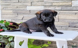 Labrador Retriever dogs for sale: Cami - Image 1