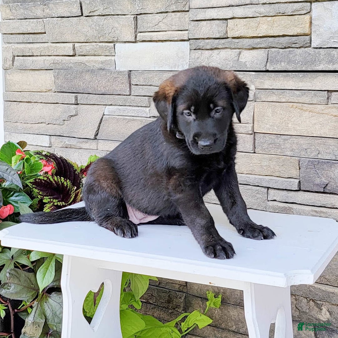 Labrador Retriever dogs for sale: Cami - Image 1