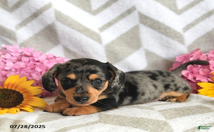 Miniature Dachshund dogs for sale - Ad 1