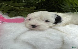 Cockapoo dogs for sale: Moo Moo Girl - Image 1