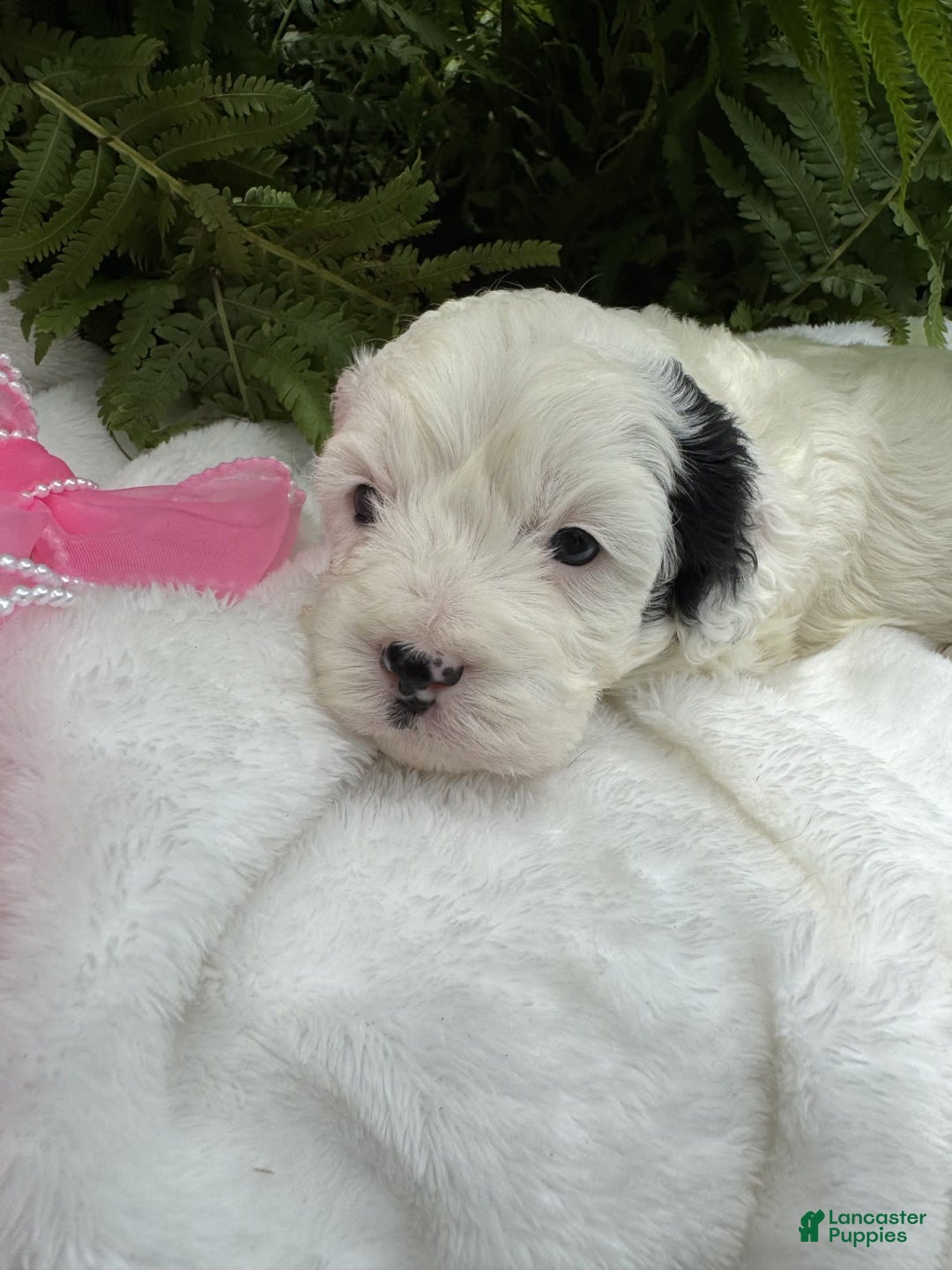 Cockapoo dogs for sale: Moo Moo Girl - Image 1