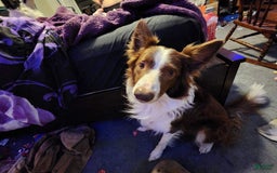 Border Collie dogs for sale: Daisy - Image 4