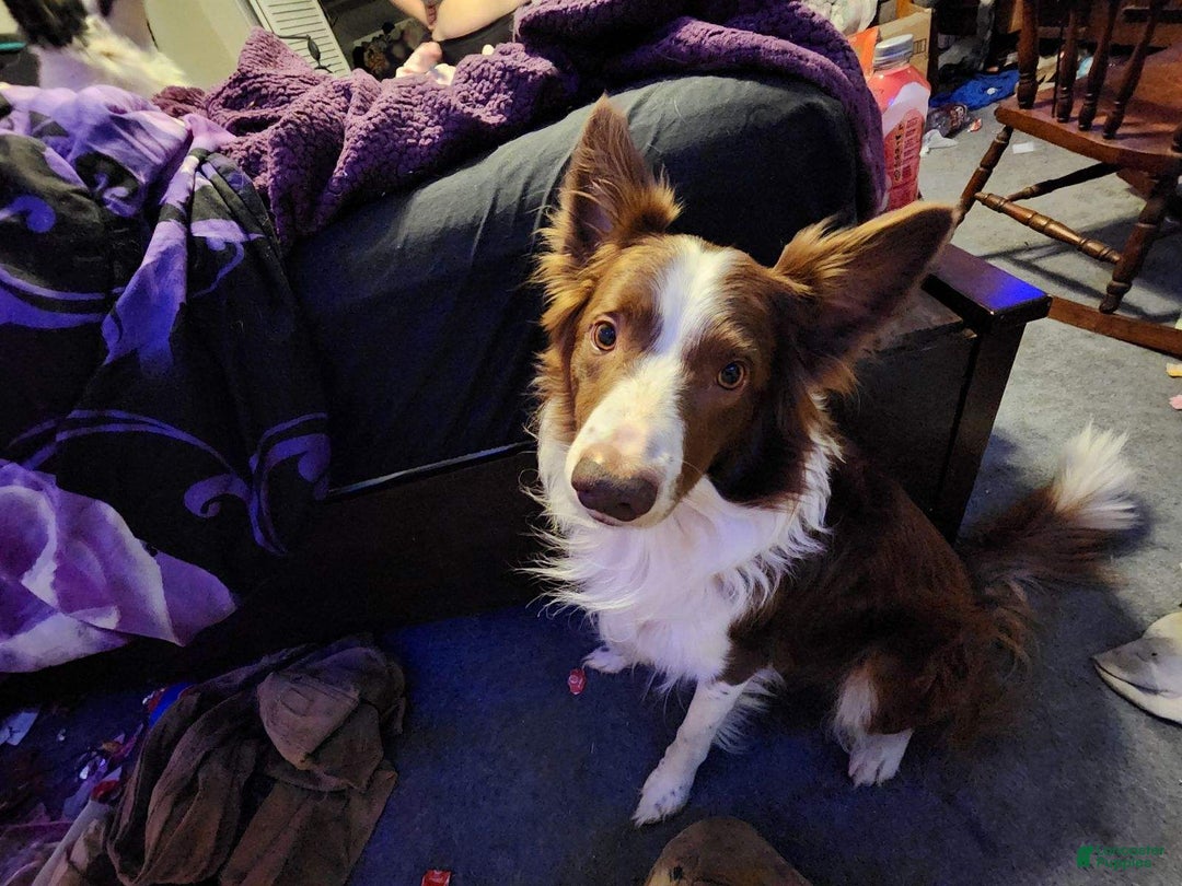Border Collie dogs for sale: Daisy - Image 4