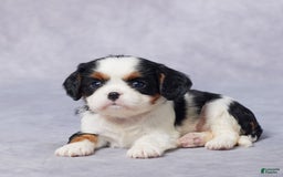 Cavalier King Charles Spaniel dogs for sale: Bella - Image 1