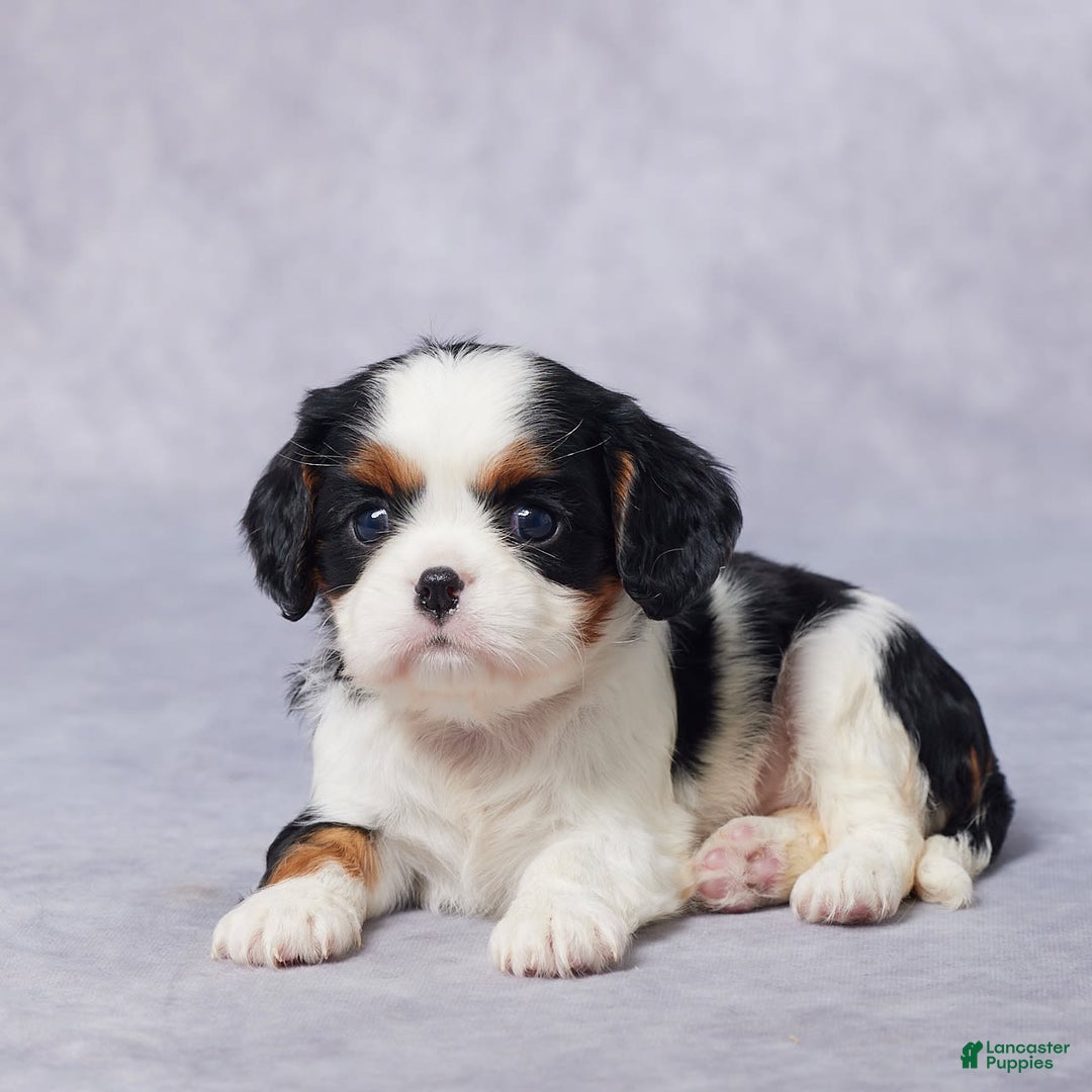 Cavalier King Charles Spaniel dogs for sale: Bella - Image 1