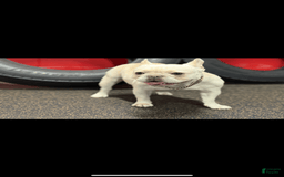 French Bulldog dogs for sale: Crown - Image 6