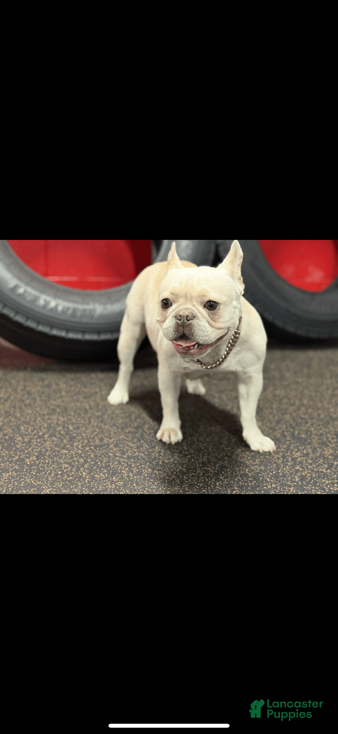 French Bulldog dogs for sale: Crown - Image 6