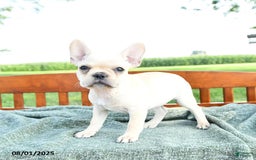 French Bulldog dogs for sale: Lavendar - Image 12