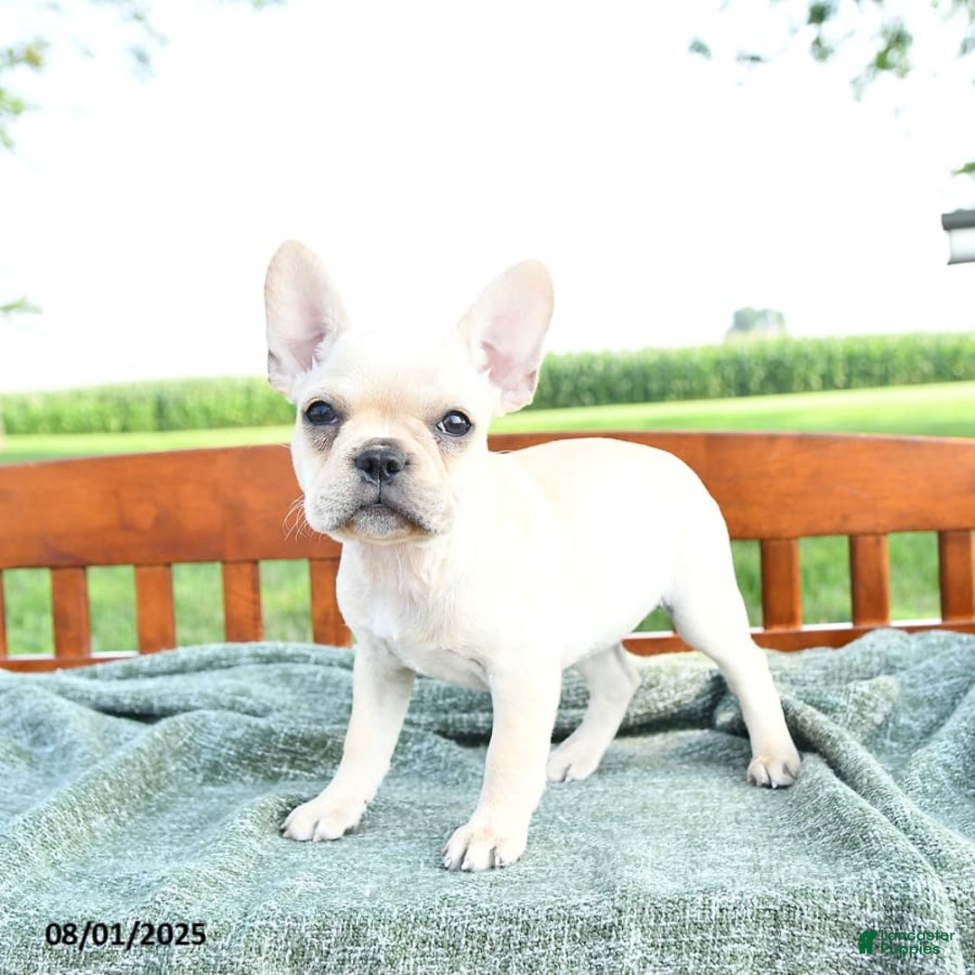 French Bulldog dogs for sale: Lavendar - Image 12