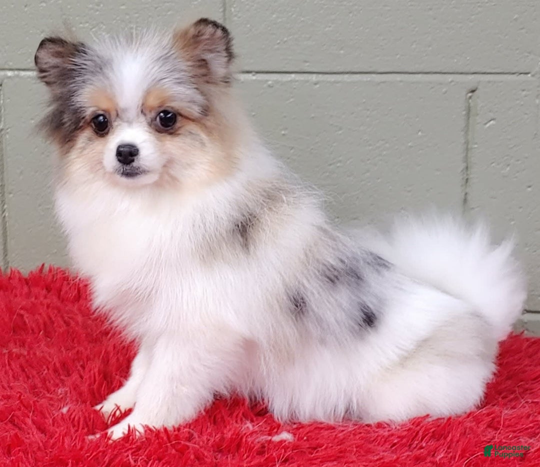 Pomeranian dogs for sale: Sparkle - Image 11