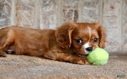 Cavalier King Charles Spaniel dogs for sale: Louie - Image 17