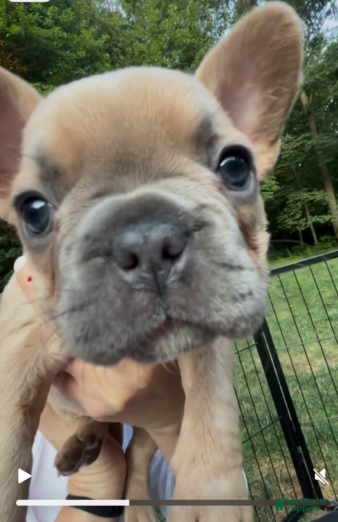 French Bulldog dogs for sale: Lucy - Image 2