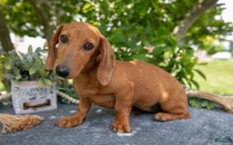 Miniature Dachshund dogs for sale: Fawn - Image 4