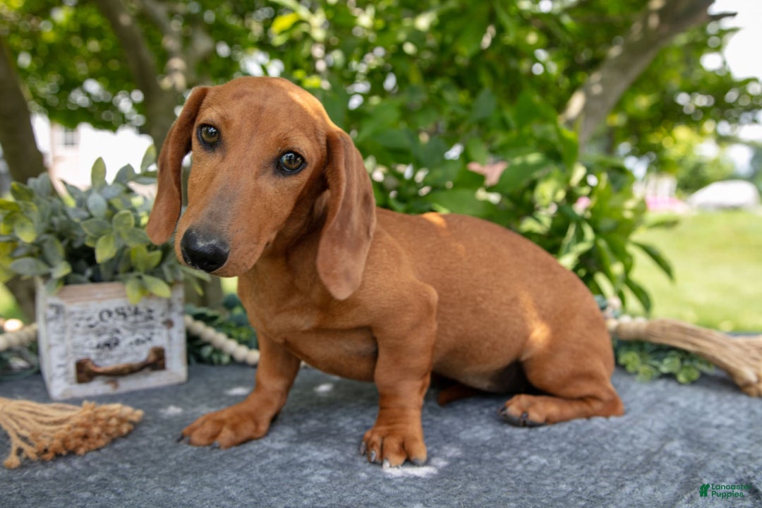 Miniature Dachshund dogs for sale: Fawn - Image 4