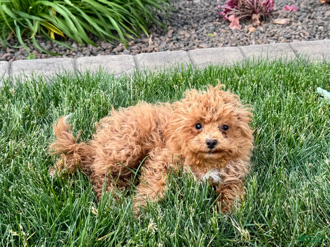 Maltipoo dogs for sale: Macon - Image 14