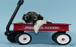 Havanese dogs for sale: Irvin - Image 2