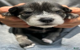 Miniature Schnauzer dogs for sale: Bernie - Image 7