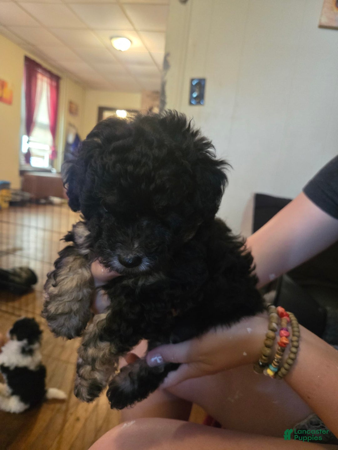 Miniature Poodle dogs for sale: Night Rider Aka Kit - Image 1