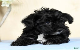 Yorkiepoo dogs for sale: Teddy - Image 6