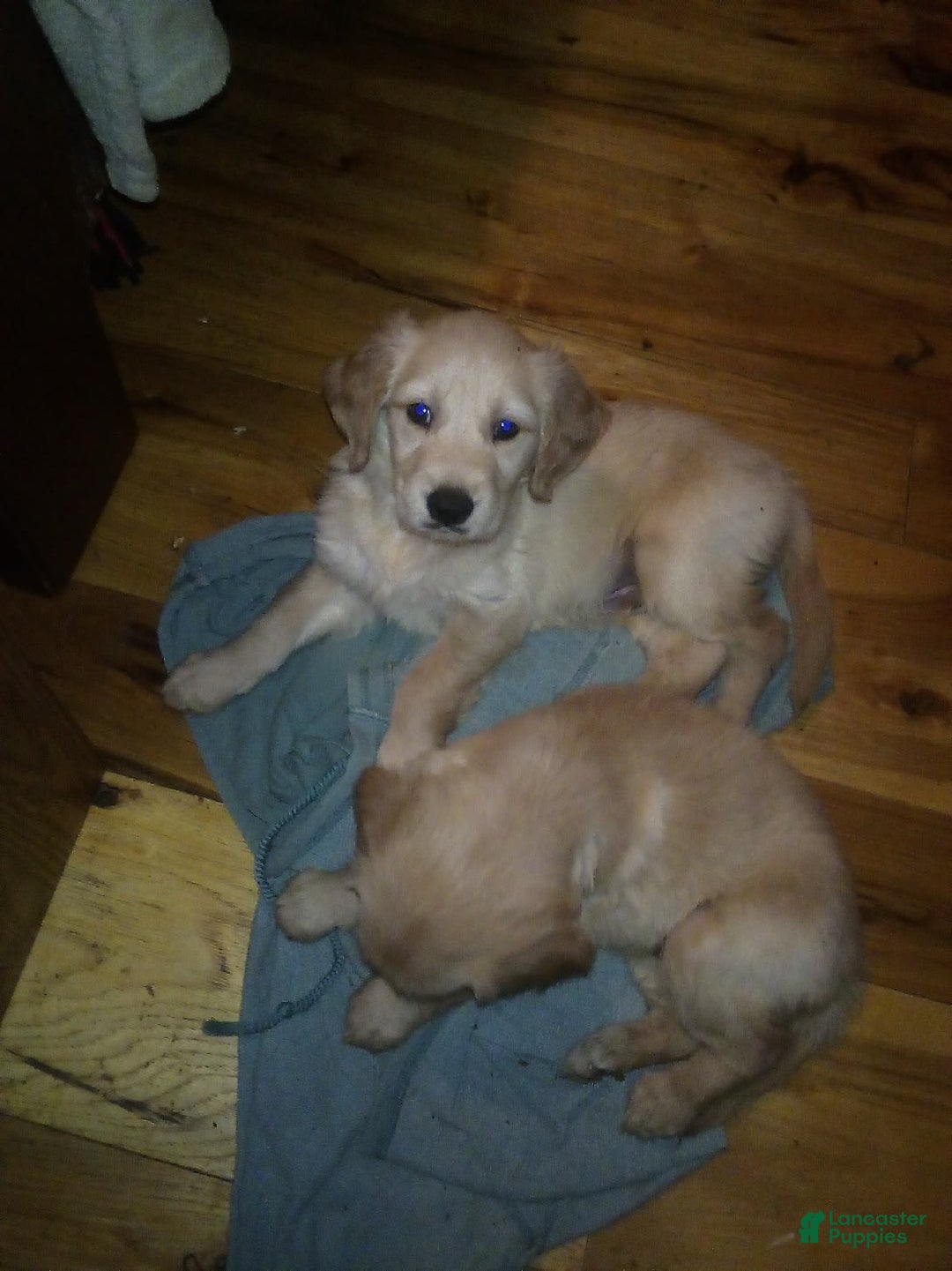 Golden Retriever dogs for sale: Golden Retriever 9 puppies - Image 5
