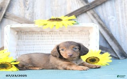 Dachshund dogs for sale: Callie - Image 1
