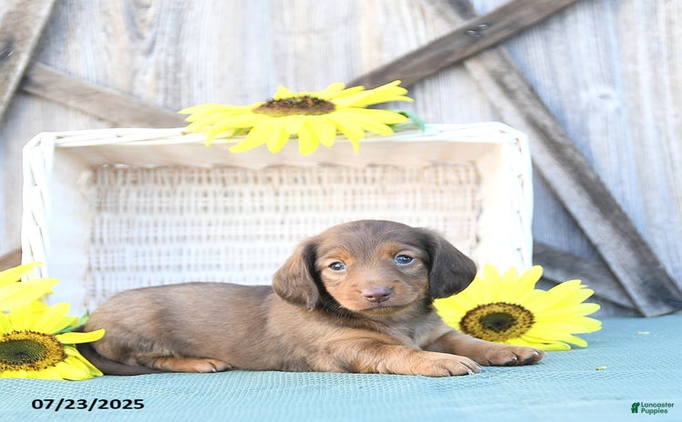 Dachshund dogs for sale - Ad 2