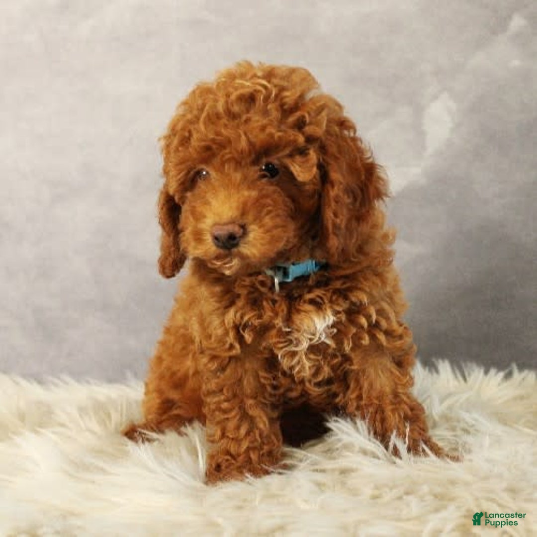 Toy Poodle dogs for sale: Wondercloud - Image 6