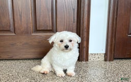 Havanese dogs for sale: Leo - Image 4