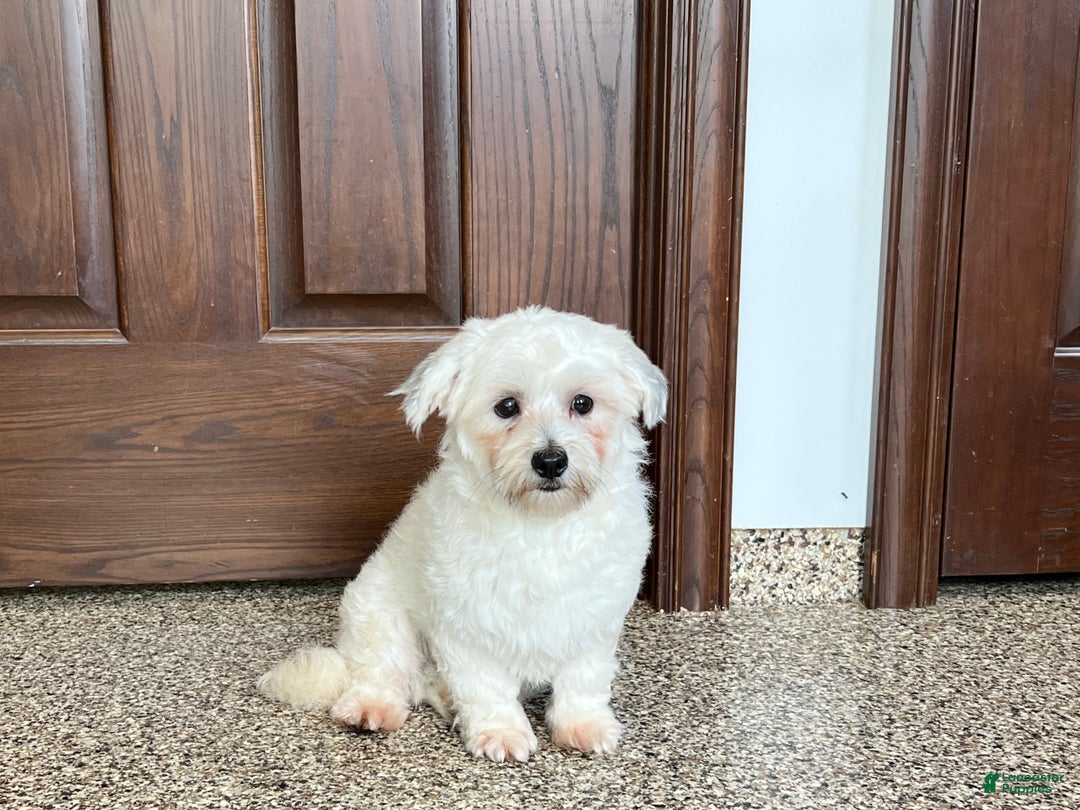 Havanese dogs for sale: Leo - Image 4