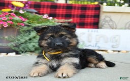 German Shepherd dogs for sale: Honey - Image 3