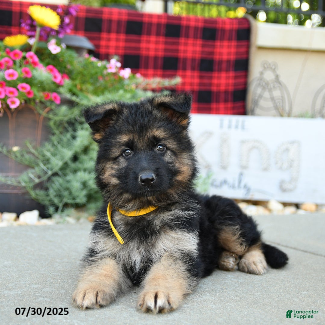 German Shepherd dogs for sale: Honey - Image 3
