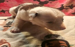 Border Collie dogs for sale: I-dog - Image 23