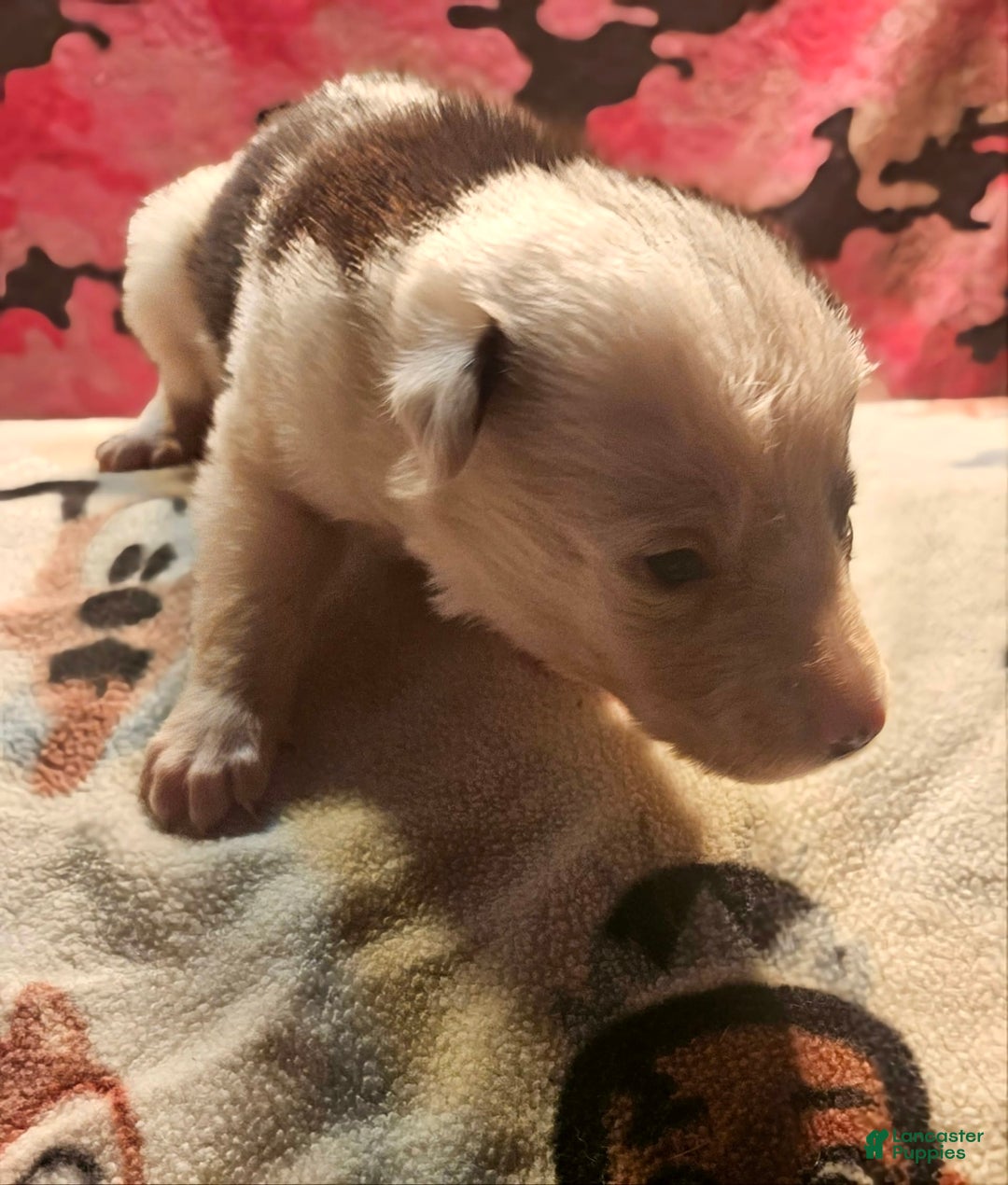 Border Collie dogs for sale: I-dog - Image 23