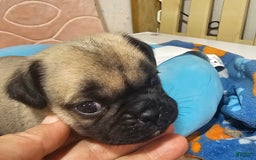 Pug dogs for sale: Mack - Image 4
