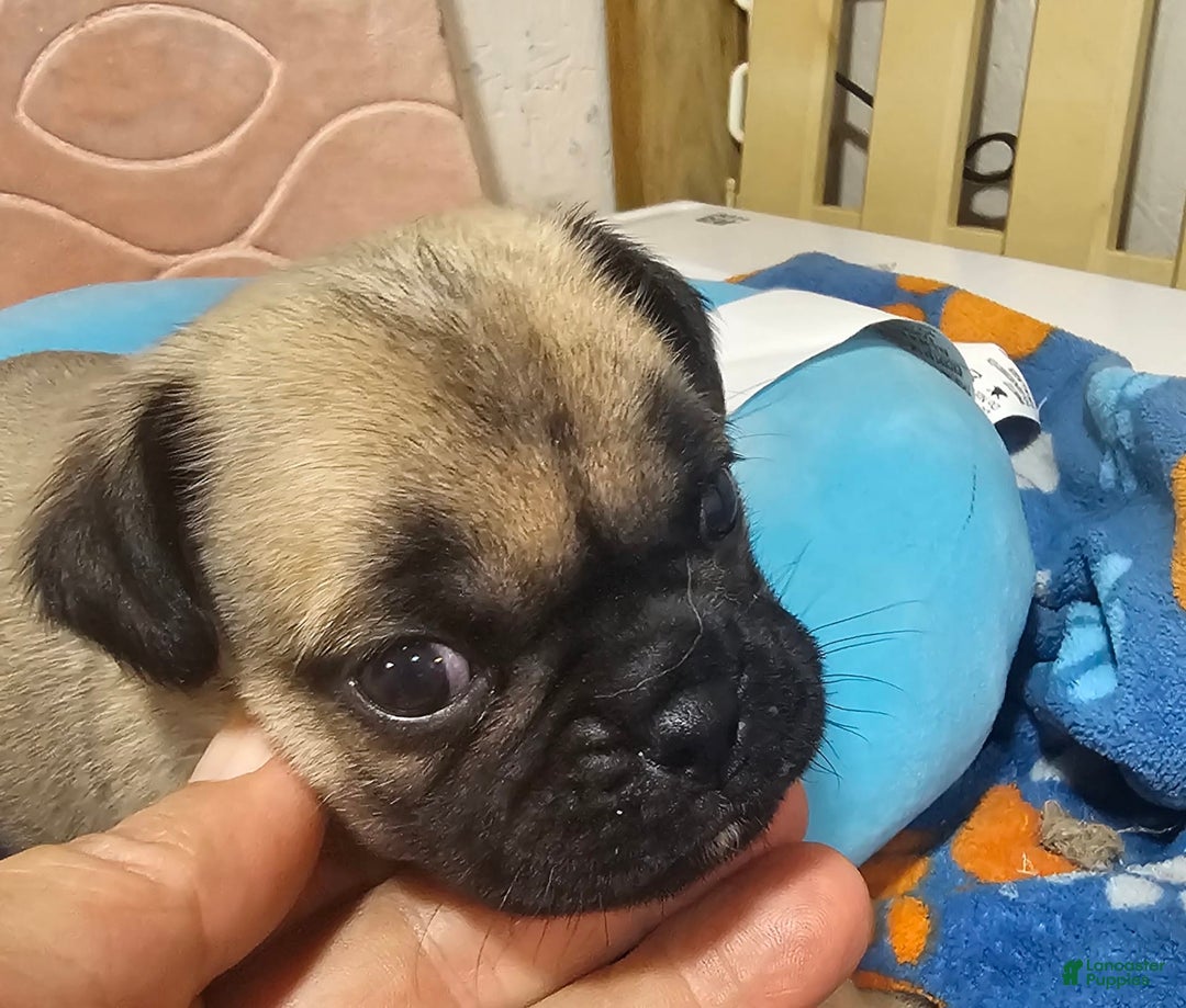 Pug dogs for sale: Mack - Image 4