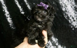 Maltipoo dogs for sale: Maltipoo 8 puppies - Image 2