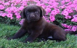 Labrador Retriever dogs for sale: Tulip - Image 1