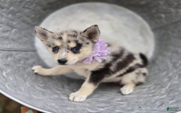 Pomsky dogs for sale: Polly - Image 5