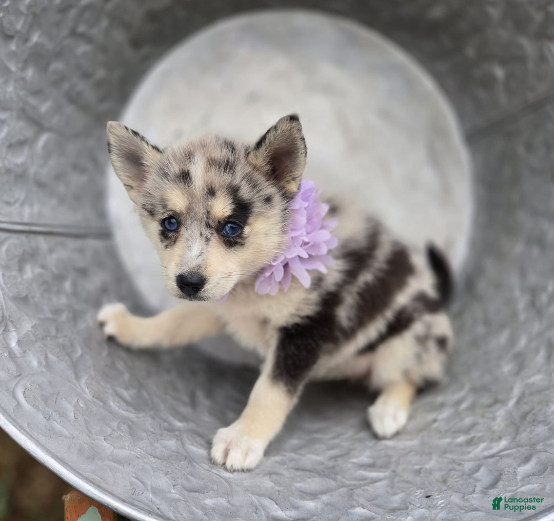 Pomsky dogs for sale: Polly - Image 5