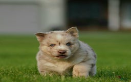 Gerberian Shepsky dogs for sale: Max - Image 15